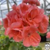 Pelargonium 'Bold Flame' - Pelargoon 'Bold Flame' P9/0,55L